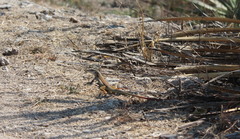 Aspidoscelis motaguae