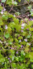 Cymbalaria muralis