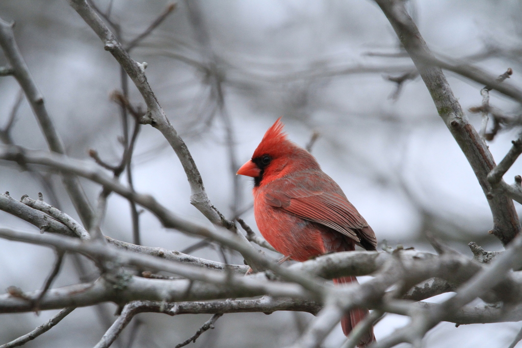 February Cardinal Northern Cardinal in February 2024 by Peter Joseph · iNaturalist