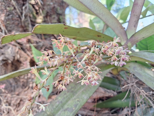 Acampe joiceyana (J.J.Sm.) Seidenf. 2