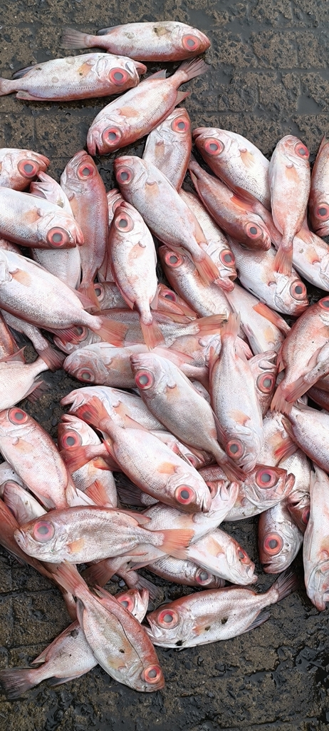 Big-eye perch (Priacanthus tayenus) — Priacanthidae