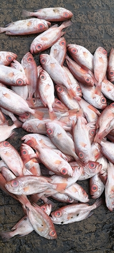 Big-eye perch (Priacanthus tayenus) — Priacanthidae