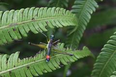 Paramastax duquei