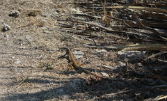 Aspidoscelis motaguae