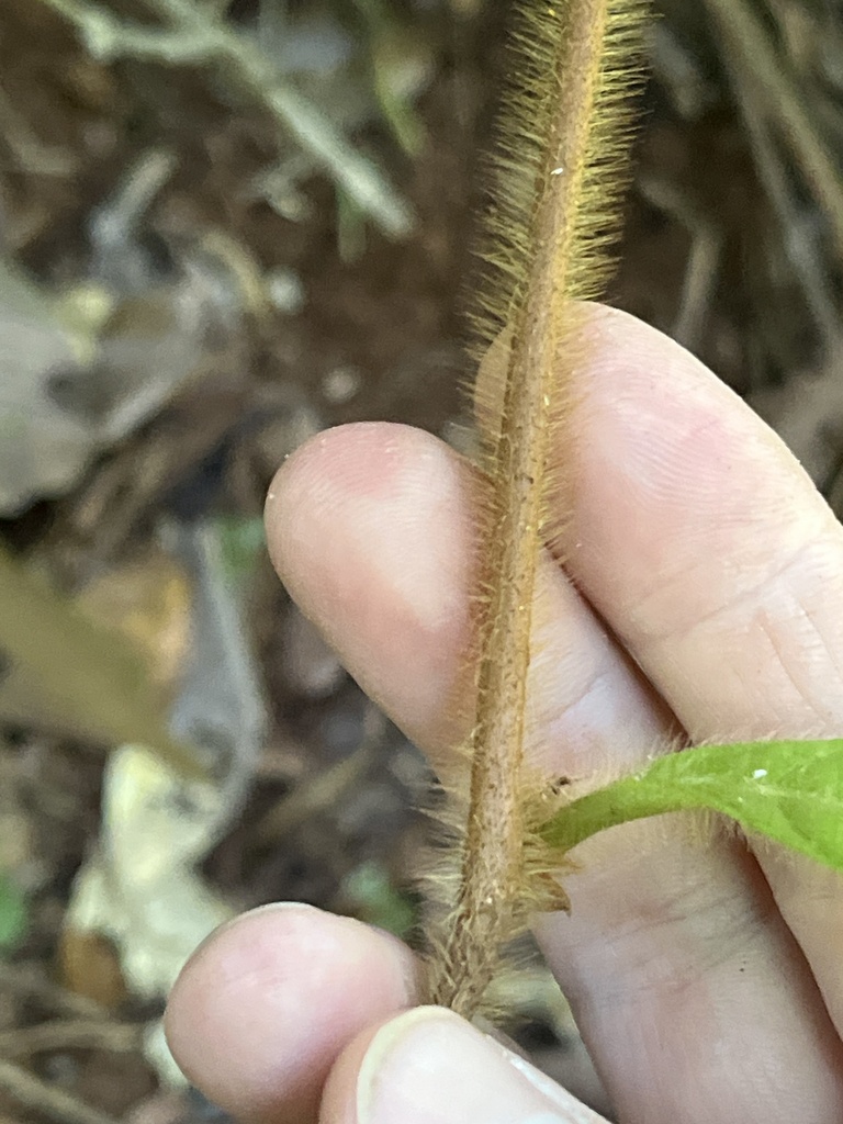 Doliocarpus hispidus