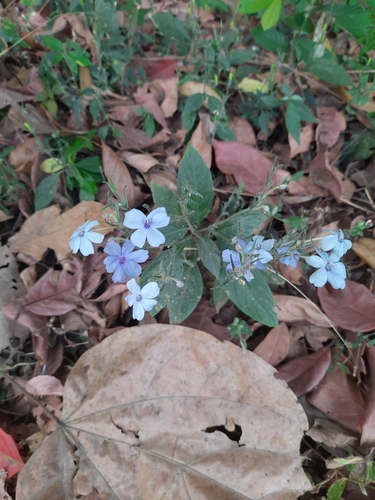 Konkan Eranthemum (Eranthemum capense)