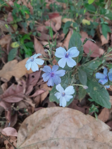 Image of Eranthemum capense by (c) Siya ul haque, some rights reserved (CC BY)