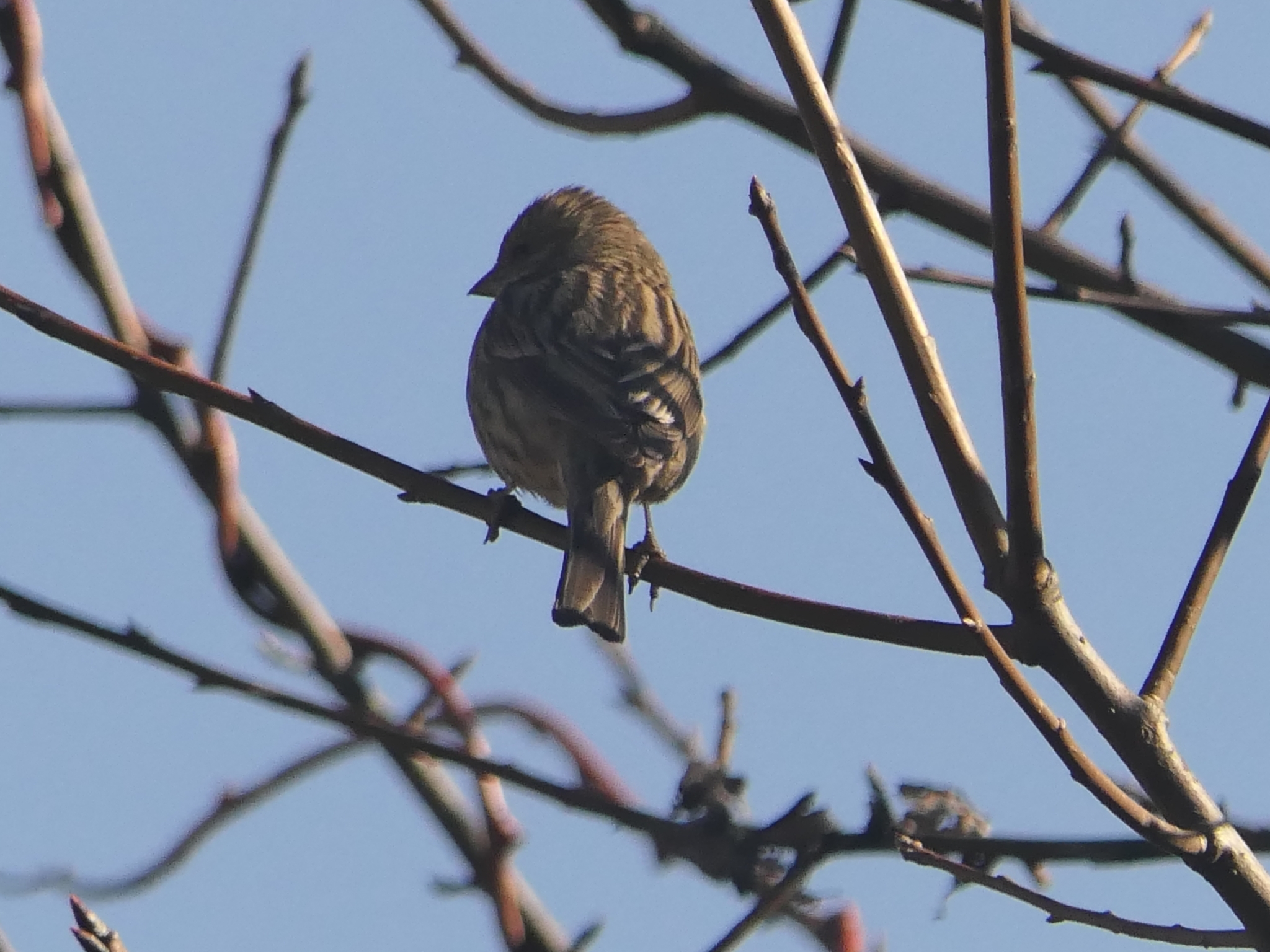 Himalayan Beautiful Rosefinch (Carpodacus pulcherrimus), photo 6