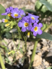 Phacelia fremontii