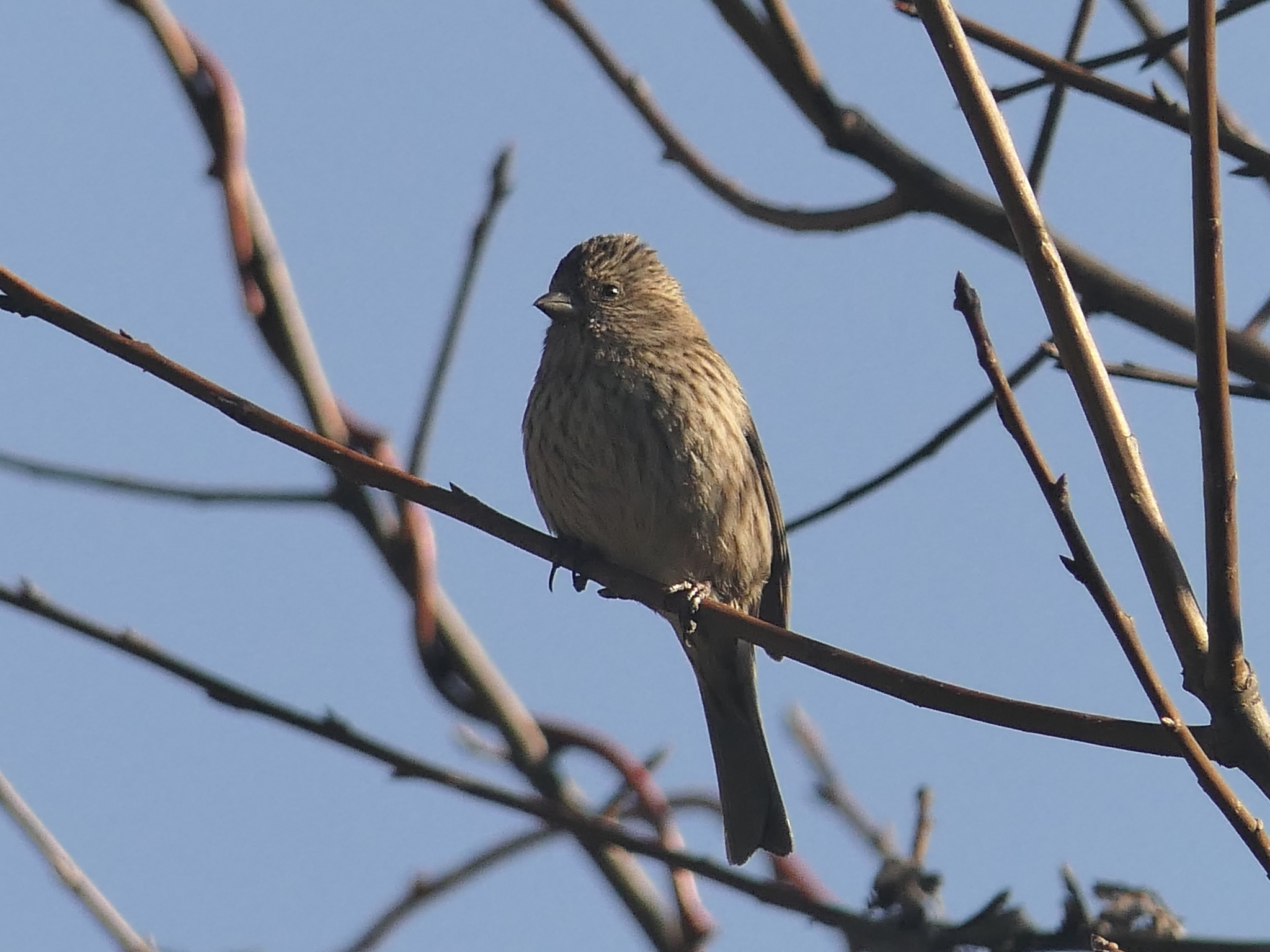 Himalayan Beautiful Rosefinch (Carpodacus pulcherrimus), photo 7