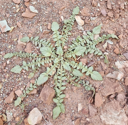 Chylismia multijuga (Chylismia multijuga)