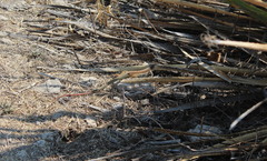 Aspidoscelis motaguae