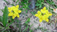 Lotus corniculatus corniculatus