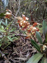 Oncidium sceptrum