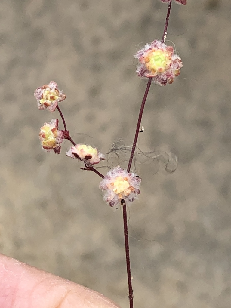Nemacaulis