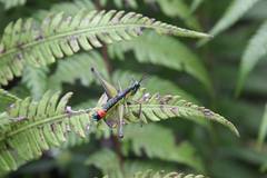 Paramastax duquei