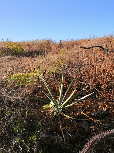 Agave pacifica Trel.