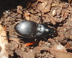 Cyclotrachelus