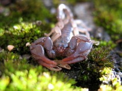Euscorpius