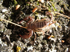 Euscorpius