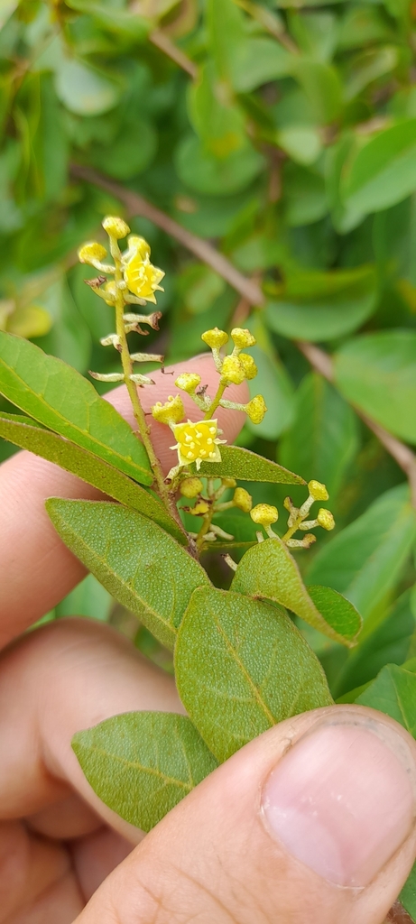 Trailing bushwillow (Combretum celastroides)