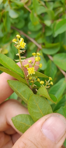 River Bushwillow (Combretum celastroides)