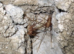 Dolichopoda