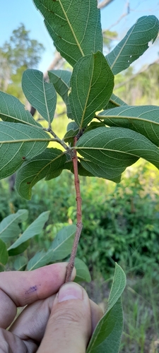 Waterberg bushwillow (Combretum psidioides)