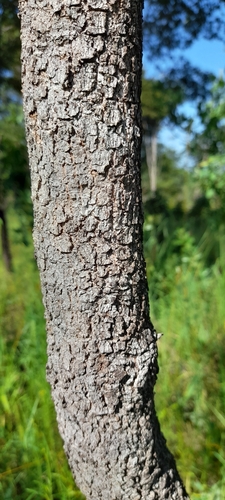 Image of Combretum psidioides by (c) Mathew Rees, some rights reserved (CC BY)