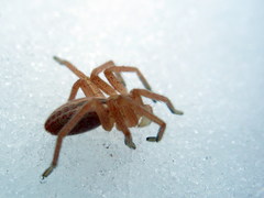Micrommata