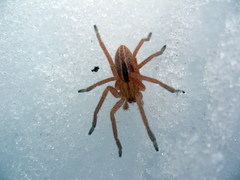 Micrommata