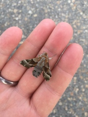 Proserpinus proserpina