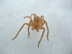 Micrommata