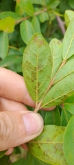 Combretum celastroides, photograph (c) Mathew Rees, some rights reserved (CC BY)