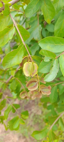 Combretum celastroides, photograph 3