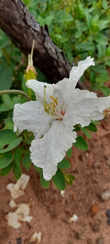 Wild Coffee Bean