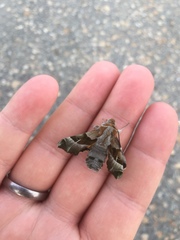 Proserpinus proserpina