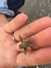 Proserpinus proserpina