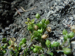 Sagina maritima