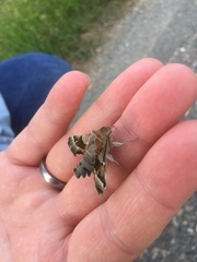 Proserpinus proserpina