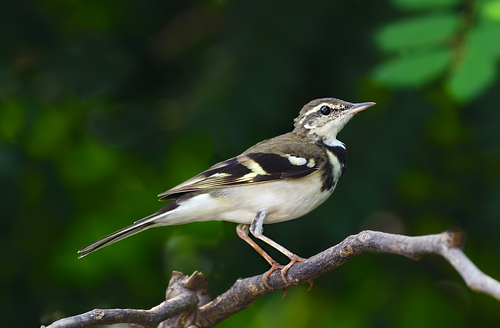 Forest Wagtail (Dendronanthus indicus), photo 10
