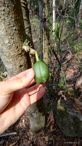 Foto de Mamãozinho-de-veado