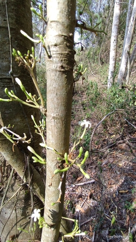 Foto de Mamãozinho-de-veado