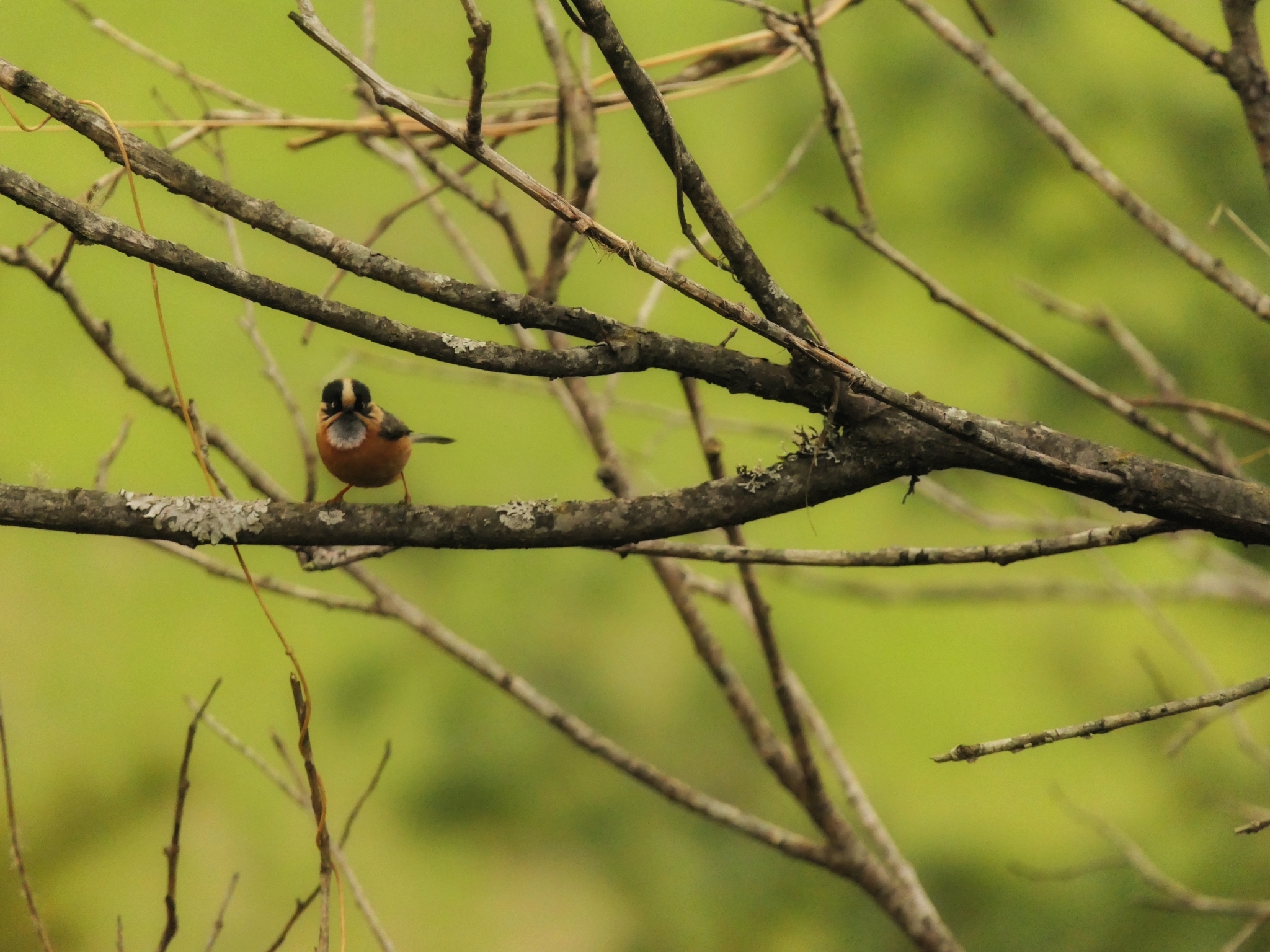 Black-browed Bushtit (Aegithalos iouschistos), photo 4