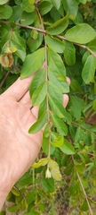 Combretum celastroides, photograph (c) Mathew Rees, some rights reserved (CC BY)