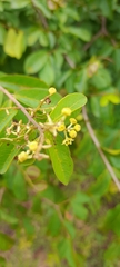 Combretum celastroides, photograph (c) Mathew Rees, some rights reserved (CC BY)