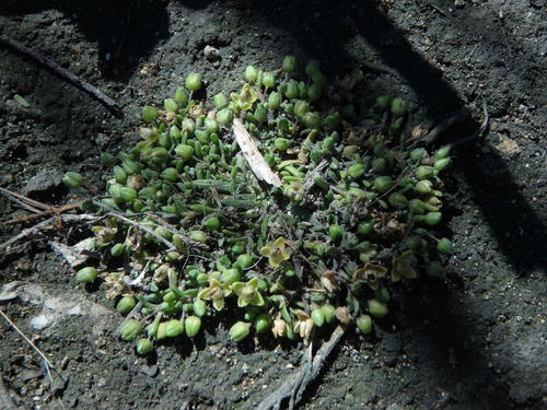 Image of Sagina maritima by (c) Daniel Cahen, some rights reserved (CC BY)