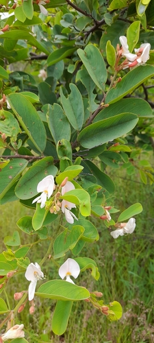 Sand Camwood