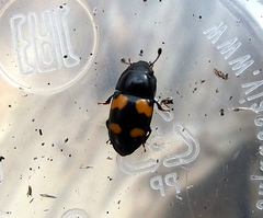 Glischrochilus grandis