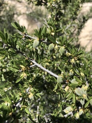 Prunus fasciculata